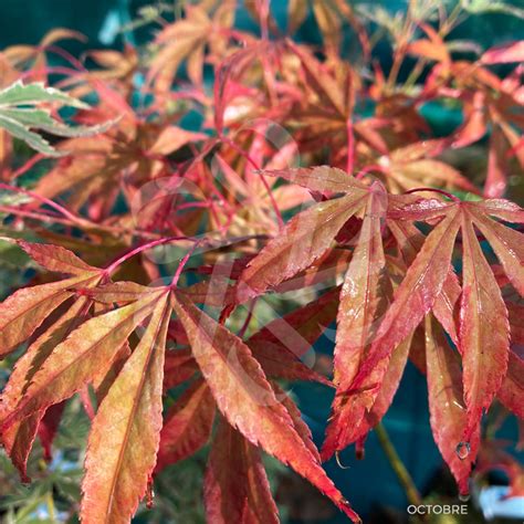 Acer Palmatum Christy Ann Rable Du Japon Palmatia Plantes