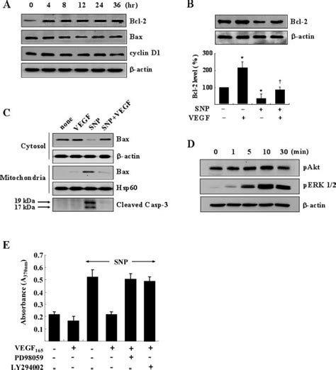 Vegf 165 Regulates The Expression Of Bcl 2 And The Translocation Of Bax