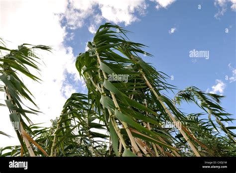 Trees in South Africa Stock Photo - Alamy