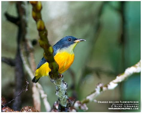 Birds Of The Philippines Birding Adventure Philippines Guided