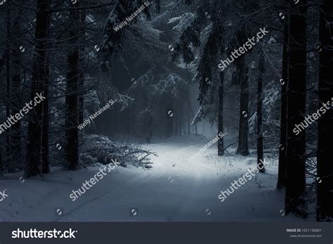 Dark Creepy Snow Cold Forest Stock Photo 1921136801 | Shutterstock