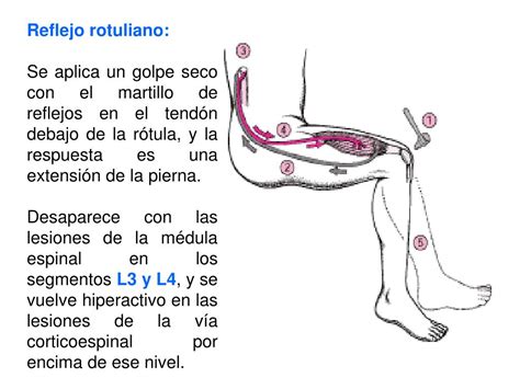 PPT Reflejos concepto fisiología y exploración en la práctica