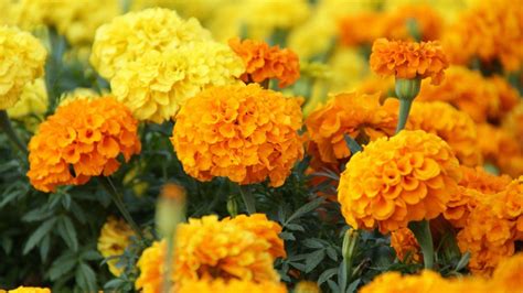 Marigold Wallpapers - Wallpaper Cave