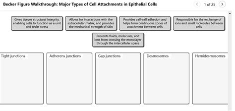 Solved Becker Figure Walkthrough Major Types Of Cell Attachments In