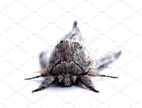 Big Fluffy Butterfly Animal Stock Photos Creative Market