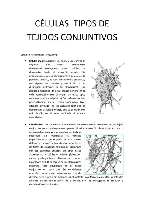 Células Tipos De Tejidos Conjuntivos CÉlulas Tipos De Tejidos Conjuntivos Células Fijas Del