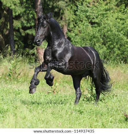 Friesian stallion Stock Photos, Images, & Pictures | Shutterstock