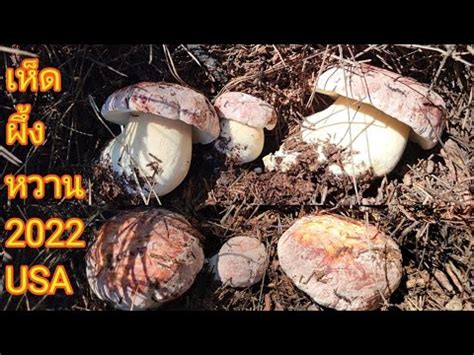 Ep17 เกบเหดผงหวานในอเมรกา Picking King Boletes in CA USA 6 10