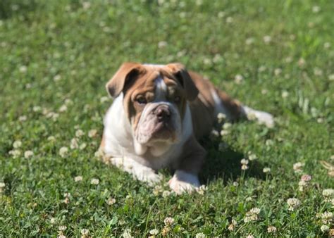 English Bulldog Puppies For Sale Springdale Ar 331681