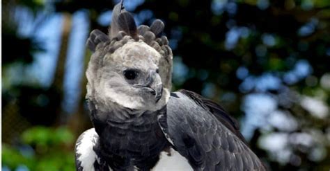 Harpy Eagle Wingspan & Size: How Big Are They? - A-Z Animals