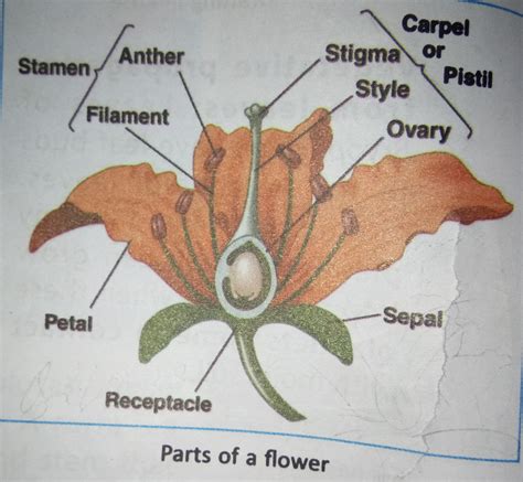 Diagram Parts Of Flower Diagram Mydiagramonline