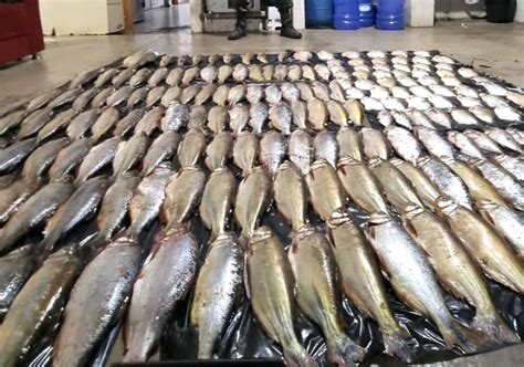 Polícia apreende pescado ilegal e aplica multa de quase R 15 mil em