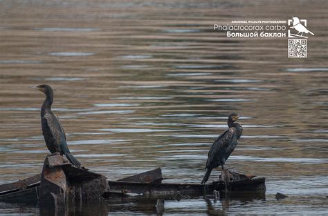 Phalacrocorax carbo on Behance