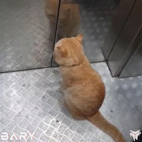 Cat Stuck In An Elevator YouTube Music