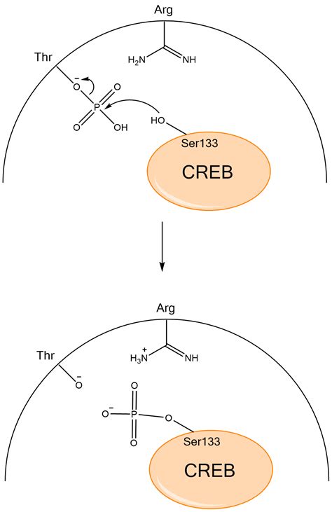 1. PKA Phosphorylation of CREB – The Effect of Intermittent Fasting on ...