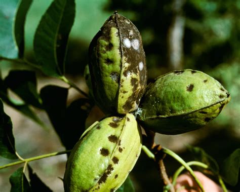 Pecan Tree Care And Growing Guide Expert Tips For Success Gardeningetc