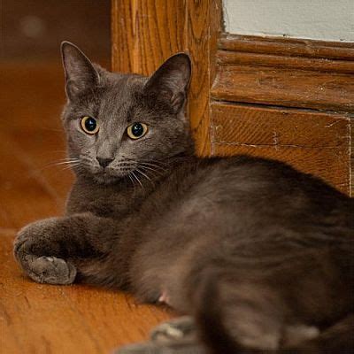 Rochester NY Domestic Shorthair Meet Cloudy A Pet For Adoption