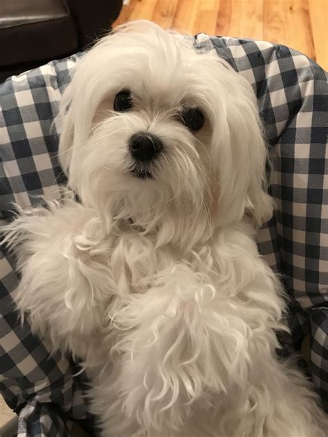 Maltipoo Puppy Maltese Puppy Shih Tzu Dog Teacup Maltese Pretty