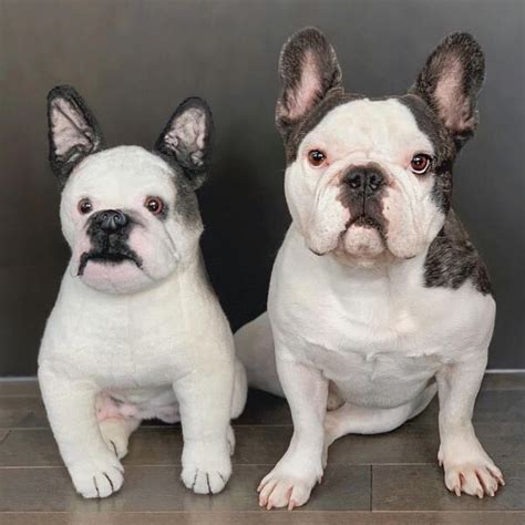 French Bulldog Stuffed Animal Frenchie Plush Petsies