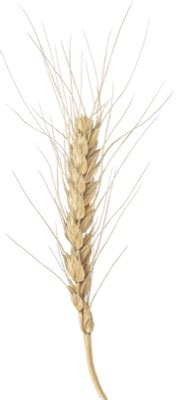 Triticum Aestivum Subsp Aestivum Togotv