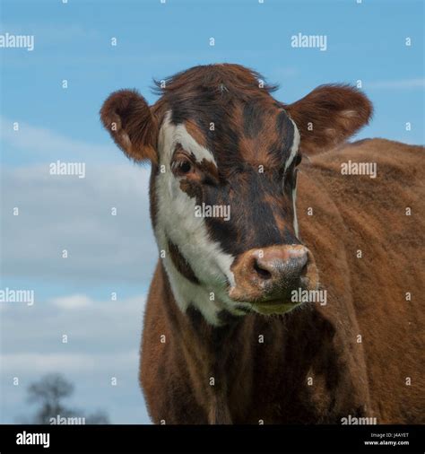 La Vaca Azul Fotografías E Imágenes De Alta Resolución Alamy