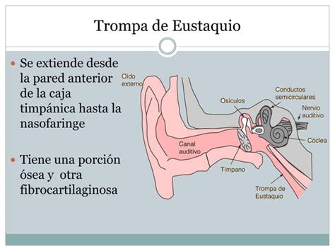 Anatomía del conducto auditivo El oido PPT