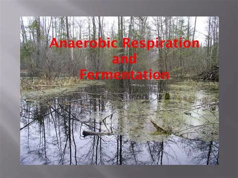 Ppt Anaerobic Respiration And Fermentation Powerpoint Presentation