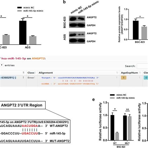 Mir 145 5p Inhibits The Proliferation Migration And Invasion Of Gc