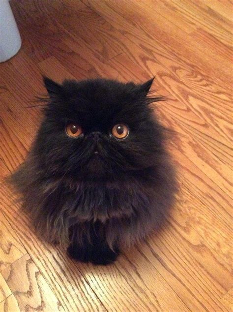 28 Reasons To Love Black Cats Persian Baby Girls And Kittens