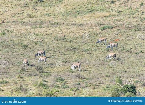 Herd Of Eland Stock Image Image Of African Summer Taurotragus 68929025