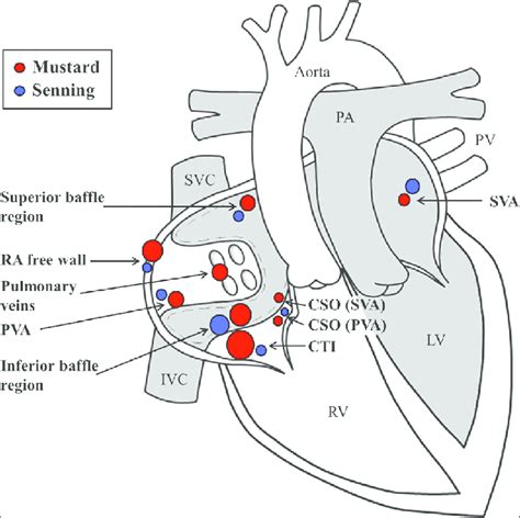 Postoperative Anatomy In Patients After The Mustard Or Senning