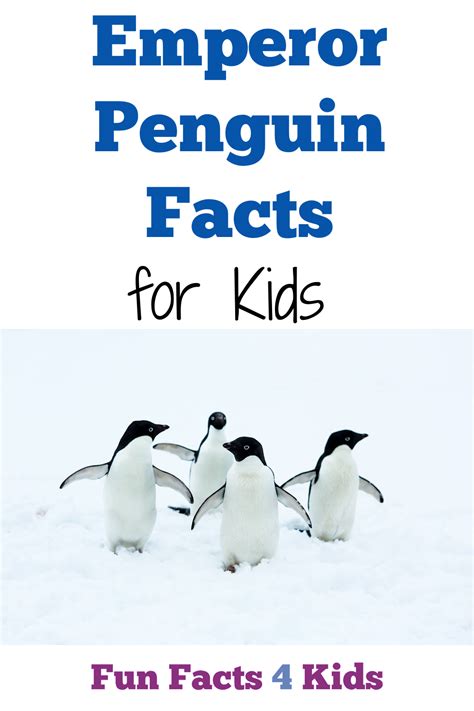 Fun Facts about the Emperor Penguin for Kids – Fun Facts 4 Kids