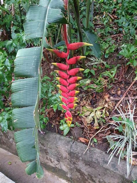 Observation Heliconia Rostrata Ruiz Pav Vladimir Dolezal Apr