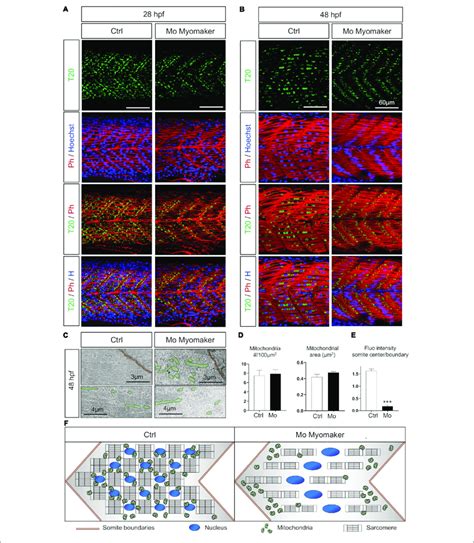 Mitochondrial Network Maturation Is Conditional To Myoblast Fusion