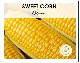 Heirloom Country Gentleman Corn Seeds Zea Mays M2 Etsy