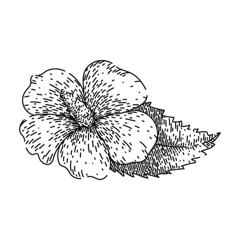 Premium Vector Hawaiian Hibiscus Sketch Hand Drawn Vector