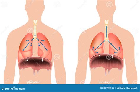 Breathing Process Respiration System Diaphragm Inhalation And