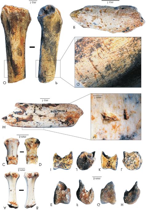 Bone Fragments Showing Evidence Of Carnivore Damage A L Examples Of Download Scientific