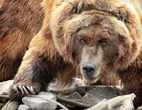 River Bed Grizzly Photograph By Steve Mckinzie Fine Art America