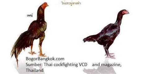 Gambar ayam ayam jago bangkok dan ayam betina terbaik di thailand ...