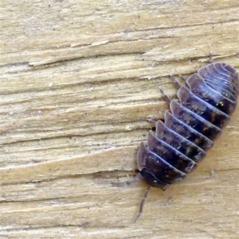 Common Pill Woodlouse From Midtown San Antonio TX USA On October 27