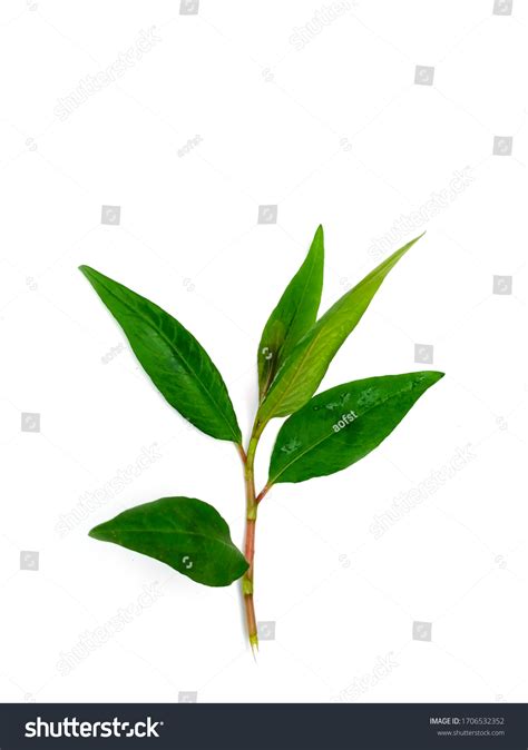 2,116 Polygonum leaf Images, Stock Photos & Vectors | Shutterstock