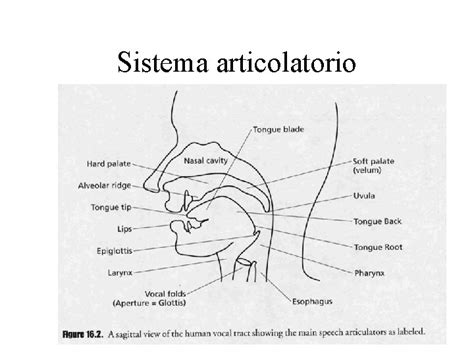 Fonetica Fonetica E Fonologia Fonetica Studio Concreto Delle