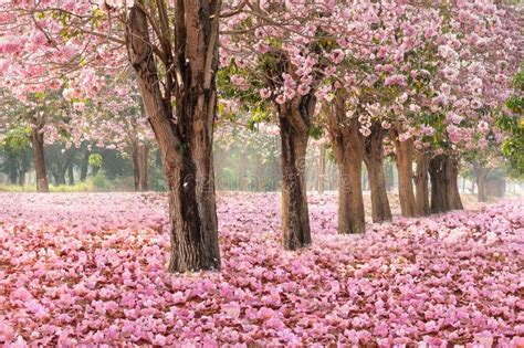 O Túnel Romântico De árvores Cor de rosa Da Flor Foto de Stock Imagem