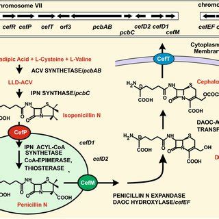 Penicillin Biosynthetic Pathway Steps Of The Penicillin Biosynthetic