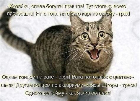 Пушистый хвостик | Группа на OK.ru | Вступай, читай, общайся в ...
