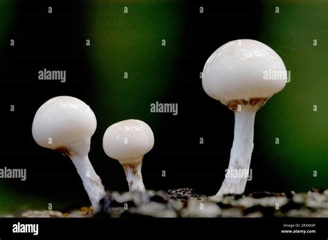 Porcelain Fungus Oudemansiella Mucida Netherlands Stock Photo Alamy