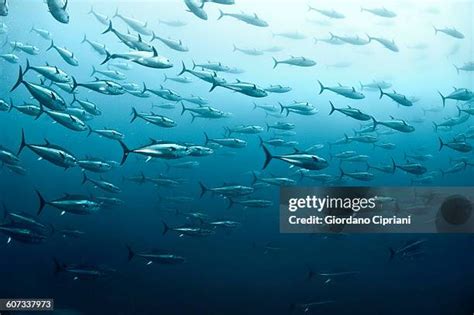 Yellowfin Tuna School Photos And Premium High Res Pictures Getty Images