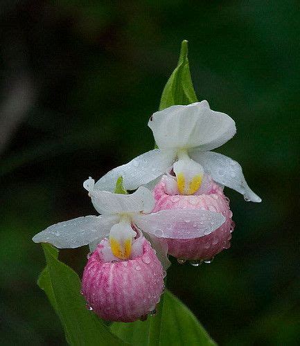 Minnesota State Flower Pink And White Lady S Slipper Flowers Lady