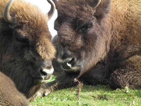 Bs Photos Highland Wildlife Park Kincraig Scotland